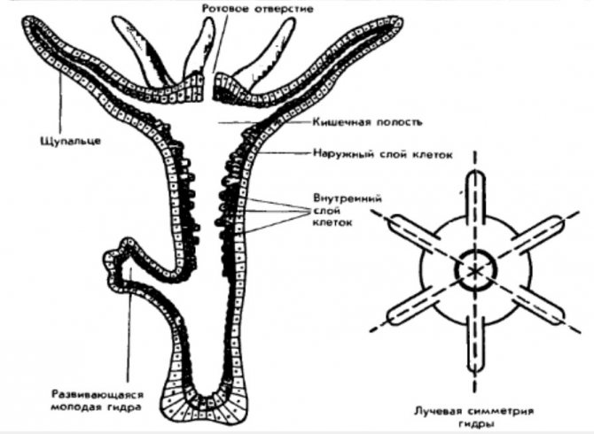 Kraken домен